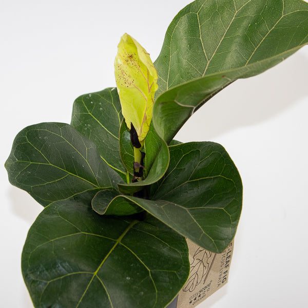 Fiddle Leaf Fig - Ficus Lyrata