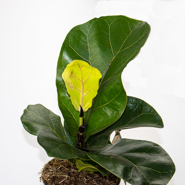 Fiddle Leaf Fig - Ficus Lyrata