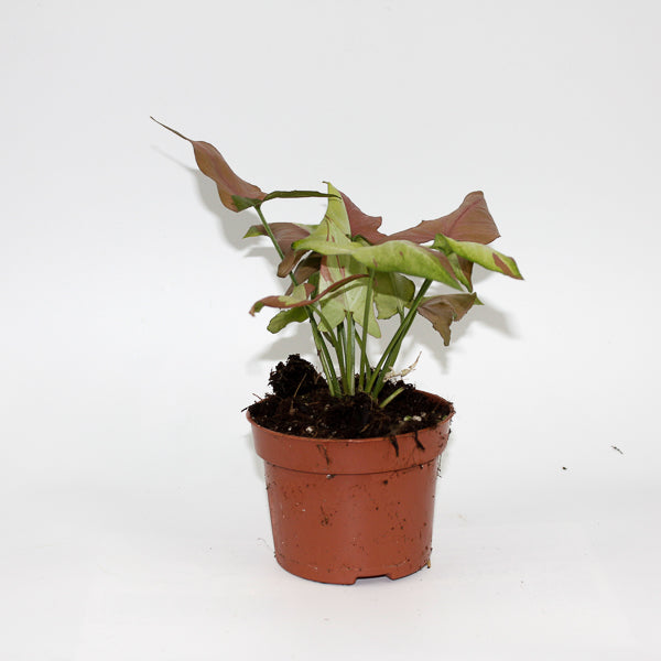 Syngonium Orm Nagpum Variegata Ø 10.5cm H15cm