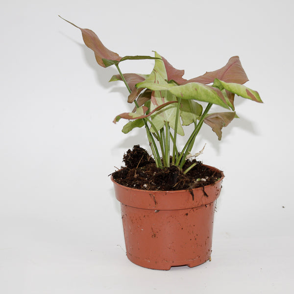 Syngonium Orm Nagpum Variegata Ø 10.5cm H15cm