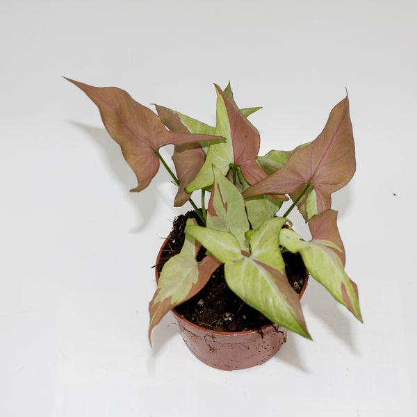 Syngonium Orm Nagpum Variegata Ø 10.5cm H15cm