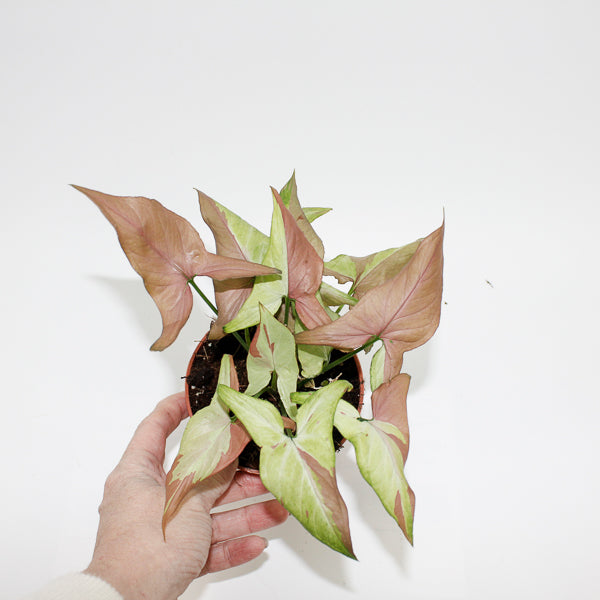 Syngonium Orm Nagpum Variegata Ø 10.5cm H15cm