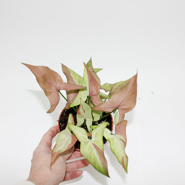 Syngonium Orm Nagpum Variegata Ø 10.5cm H15cm
