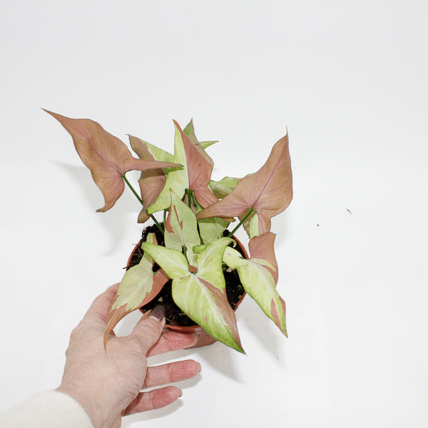 Syngonium Orm Nagpum Variegata Ø 10.5cm H15cm