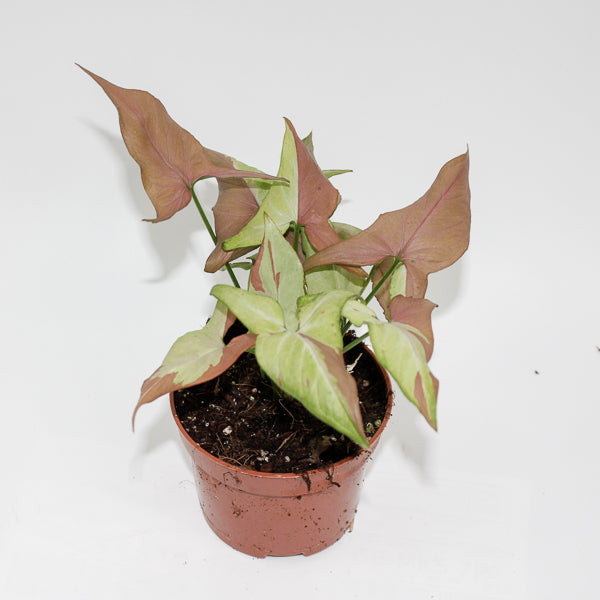 Syngonium Orm Nagpum Variegata Ø 10.5cm H15cm
