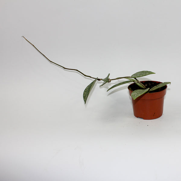 Hoya Rangsang Ø10.5cm H15cm