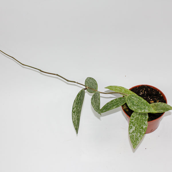 Hoya Rangsang Ø10.5cm H15cm