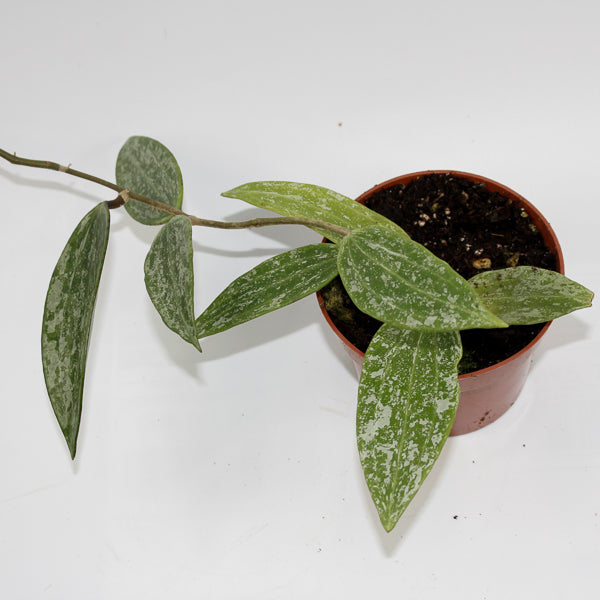 Hoya Rangsang Ø10.5cm H15cm