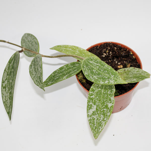 Hoya Rangsang Ø10.5cm H15cm