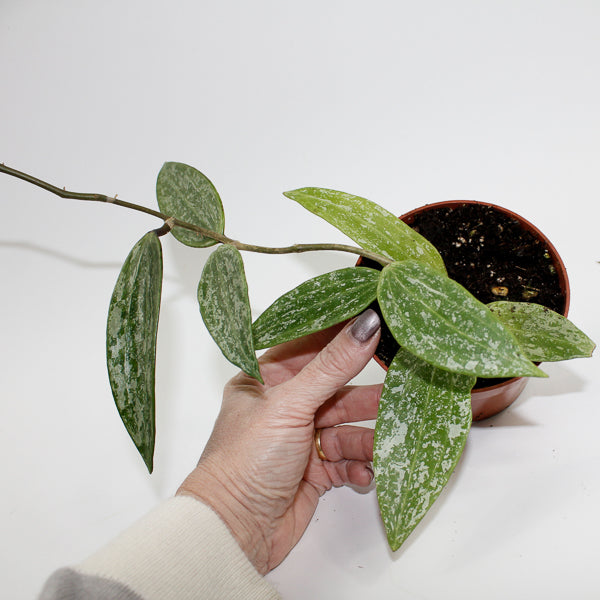 Hoya Rangsang