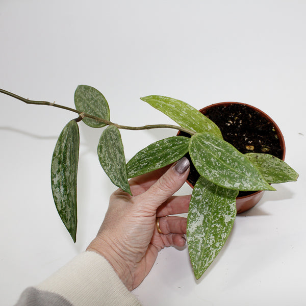 Hoya Rangsang Ø10.5cm H15cm