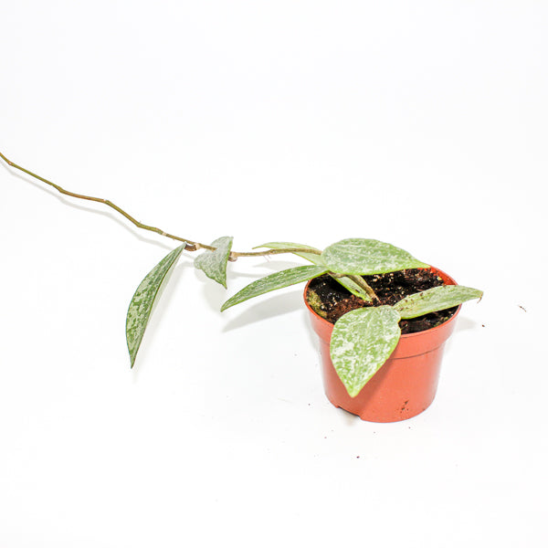 Hoya Rangsang Ø10.5cm H15cm