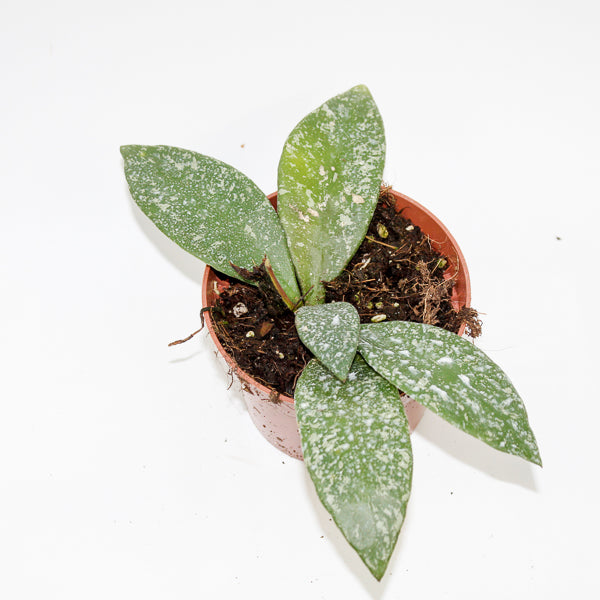 Hoya Rundumensis Splash Ø 10.5cm H15cm