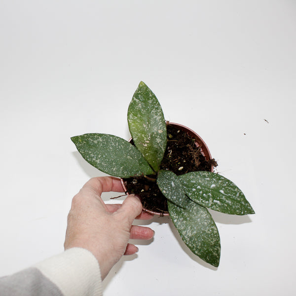 Hoya Rundumensis Splash Ø 10.5cm H15cm
