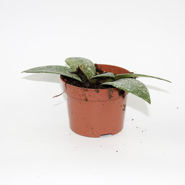 Hoya Rundumensis Splash Ø 10.5cm H15cm