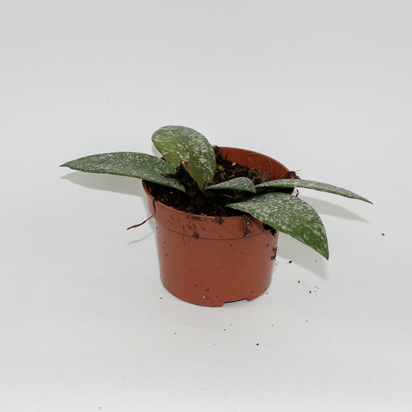 Hoya Rundumensis Splash Ø 10.5cm H15cm