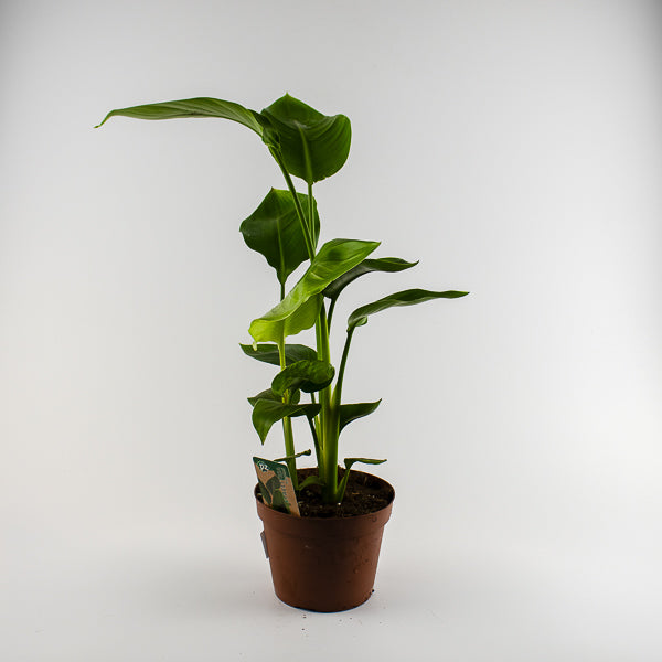 Strelitzia nicolai 17cm H65cm
