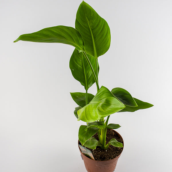 Strelitzia nicolai 17cm H65cm