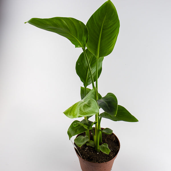 Strelitzia nicolai 17cm H65cm