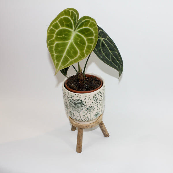 Anthurium Clarinervium Ø12cm H35cm