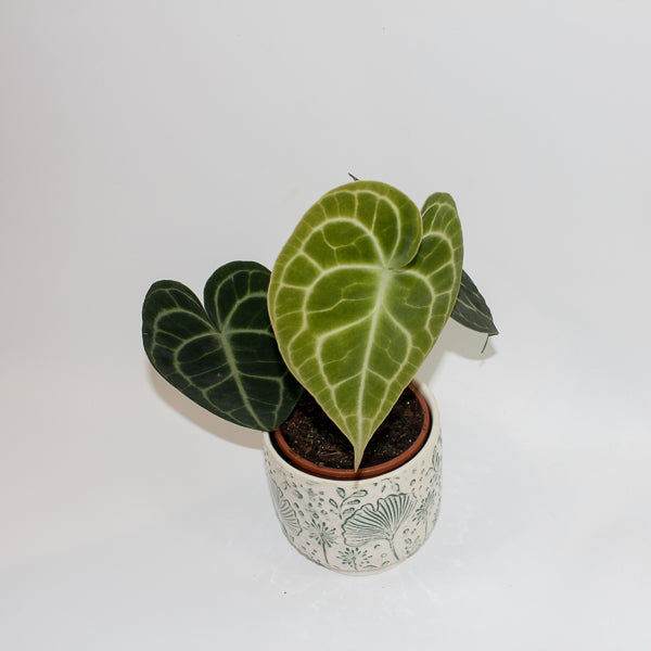Anthurium Clarinervium Ø12cm H35cm