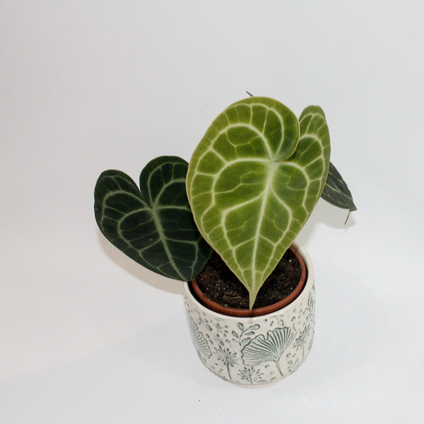 Anthurium Clarinervium Ø12cm H35cm