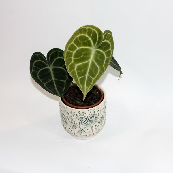 Anthurium Clarinervium Ø12cm H35cm