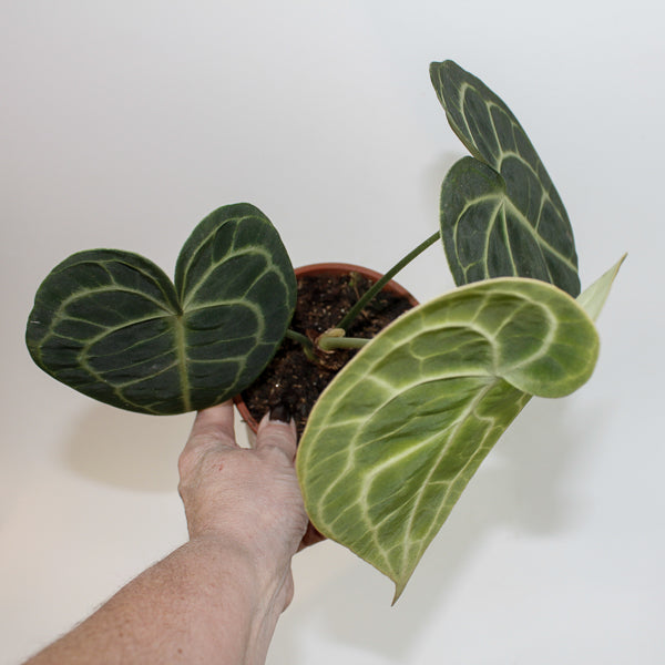 Anthurium Clarinervium Ø12cm H35cm