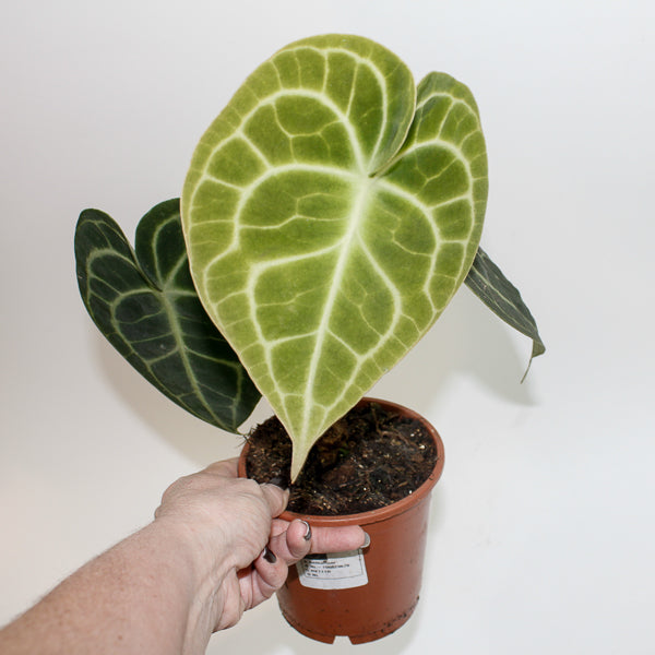 Anthurium Clarinervium Ø12cm H35cm