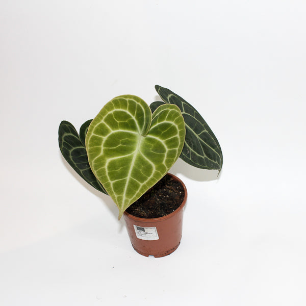 Anthurium Clarinervium Ø12cm H35cm