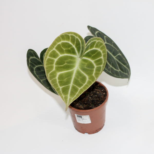 Anthurium Clarinervium Ø12cm H35cm