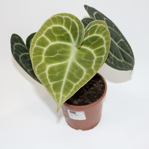 Anthurium Clarinervium Ø12cm H35cm