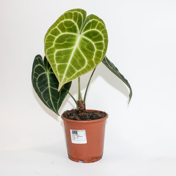 Anthurium Clarinervium Ø12cm H35cm