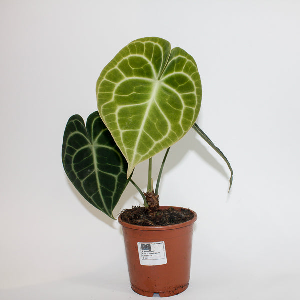 Anthurium Clarinervium Ø12cm H35cm