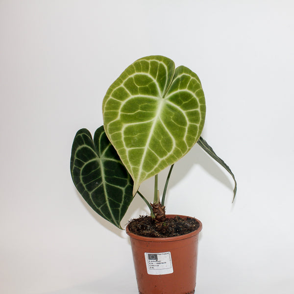 Anthurium Clarinervium Ø12cm H35cm