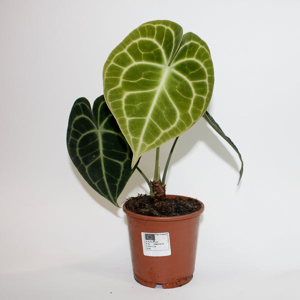 Anthurium Clarinervium Ø12cm H35cm