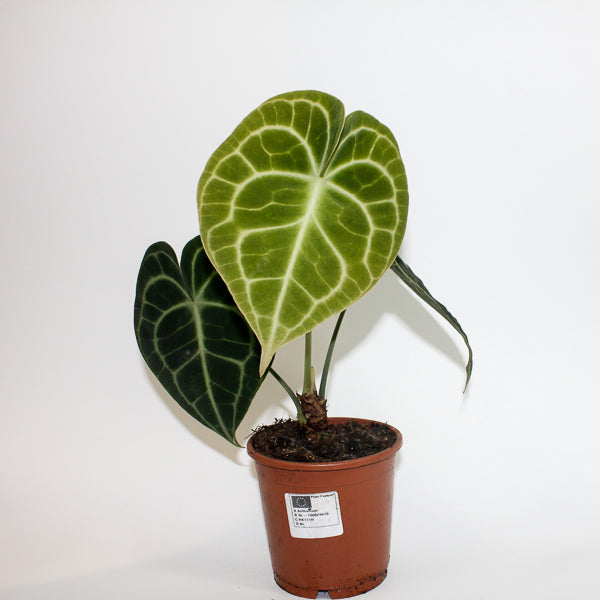 Anthurium Clarinervium Ø12cm H35cm