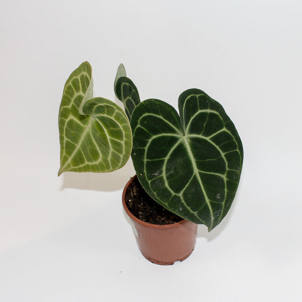 Anthurium Clarinervium Ø12cm H35cm