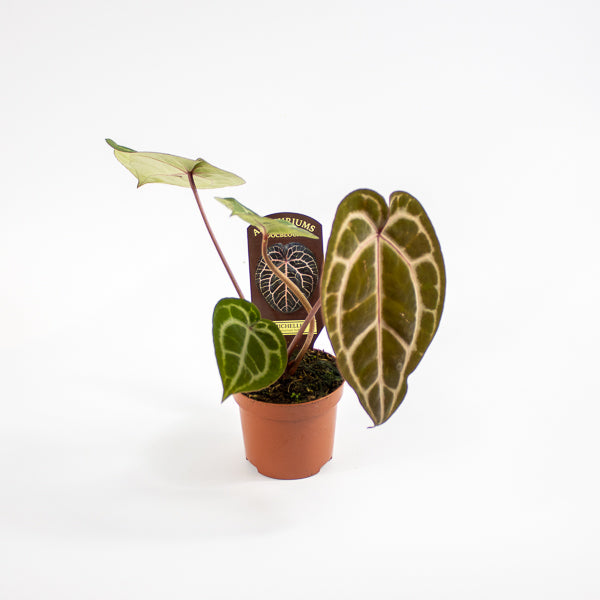Anthurium Docblock Michelle Ø9cm H15cm