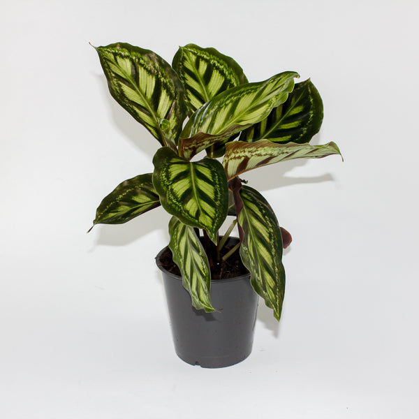 Calathea Moonlight Ø12cm H35cm