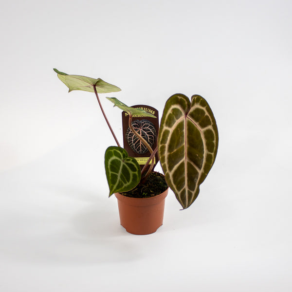 Anthurium Docblock Michelle Ø9cm H15cm