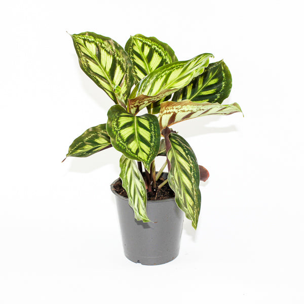 Calathea Moonlight Ø12cm H35cm