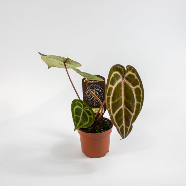 Anthurium Docblock Michelle Ø9cm H15cm
