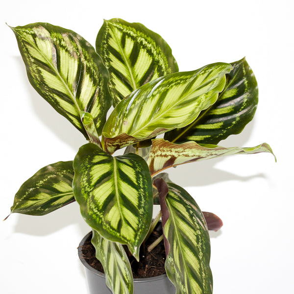 Calathea Moonlight Ø12cm H35cm