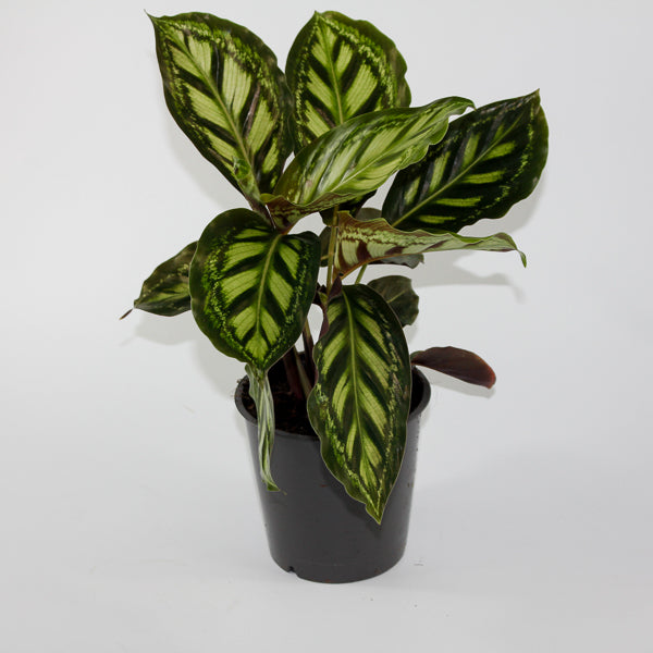 Calathea Moonlight Ø12cm H35cm