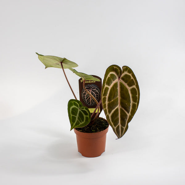 Anthurium Docblock Michelle Ø9cm H15cm