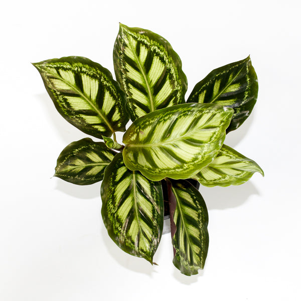 Calathea Moonlight Ø12cm H35cm