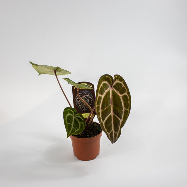 Anthurium Docblock Michelle Ø9cm H15cm
