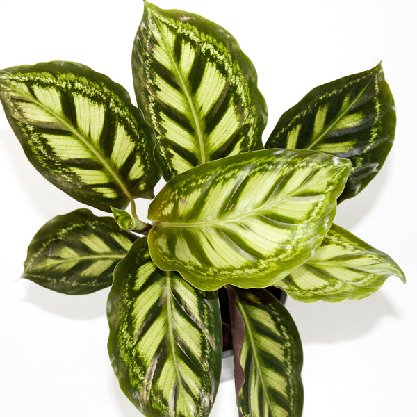 Calathea Moonlight Ø12cm H35cm