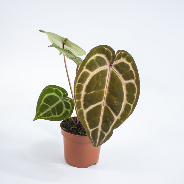Anthurium Docblock Michelle Ø9cm H15cm
